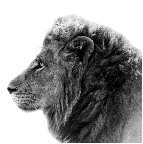 Lion Image